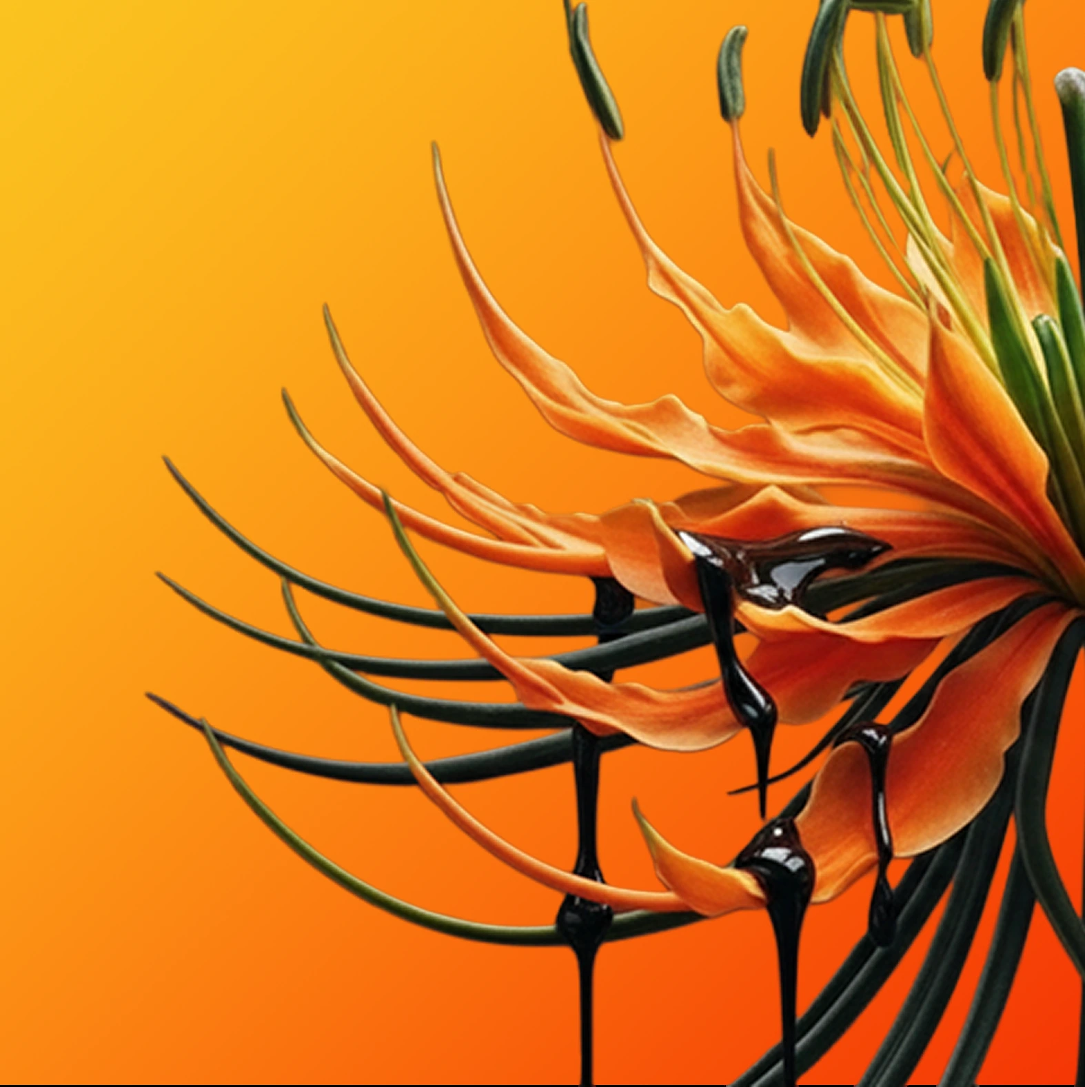 Extended silhouette with elongated petals and stamens