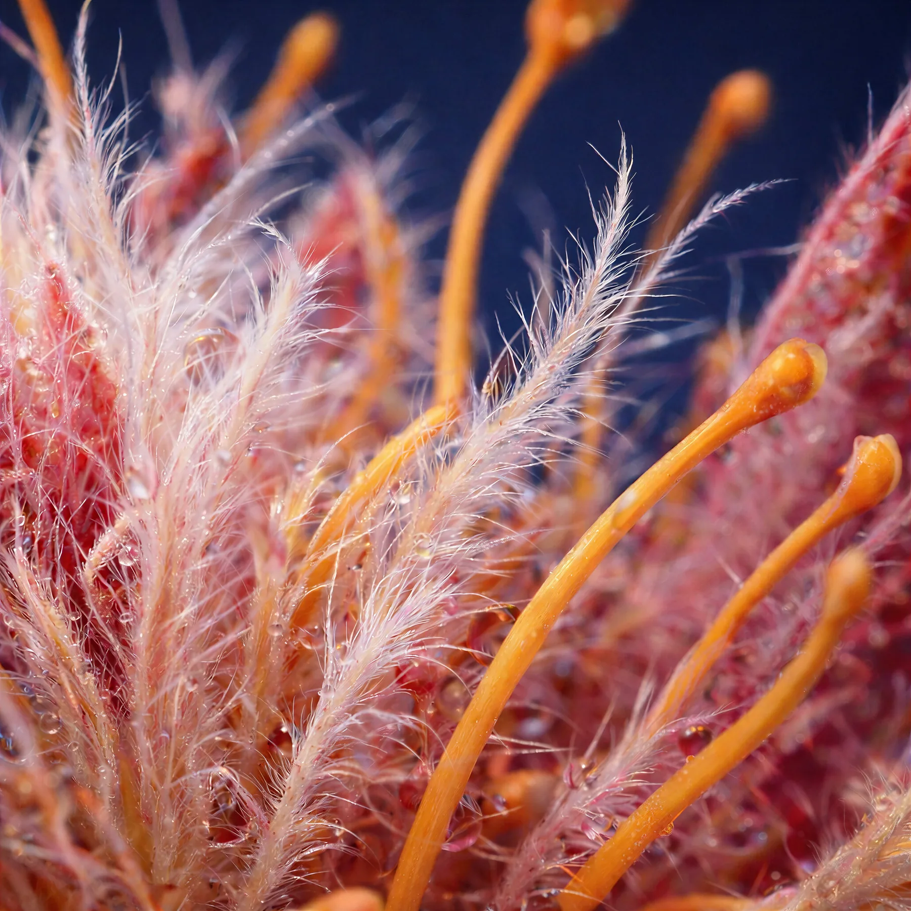 World 02 — Bubbles & Filaments filament study