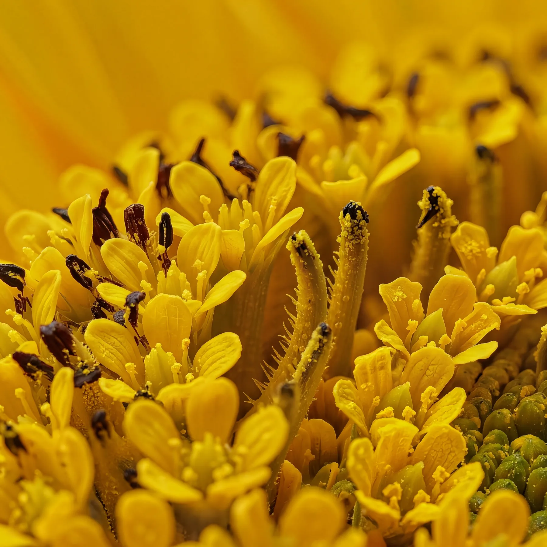 World 03 — Sun & Pollen inner bloom