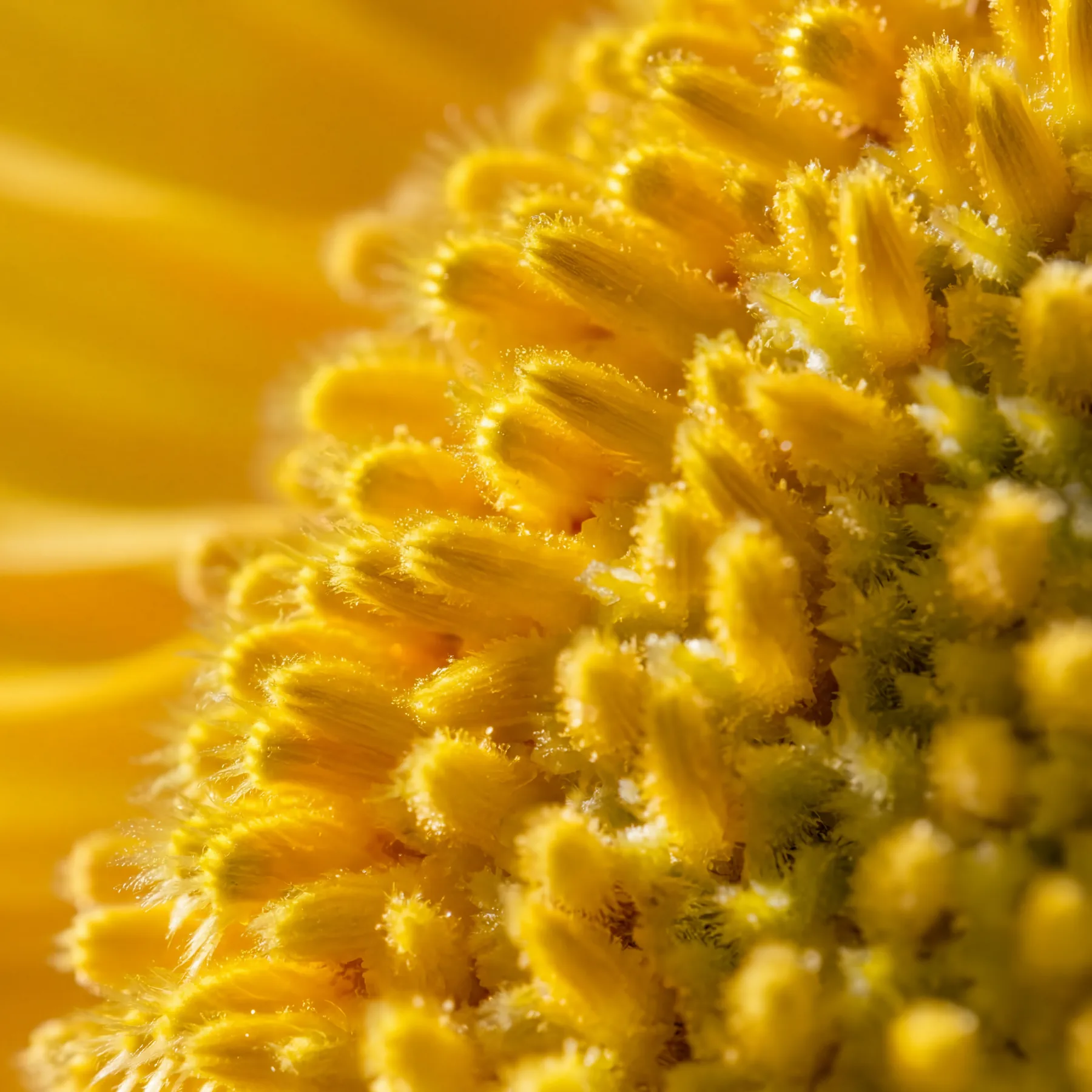 World 03 — Sun & Pollen pollen texture