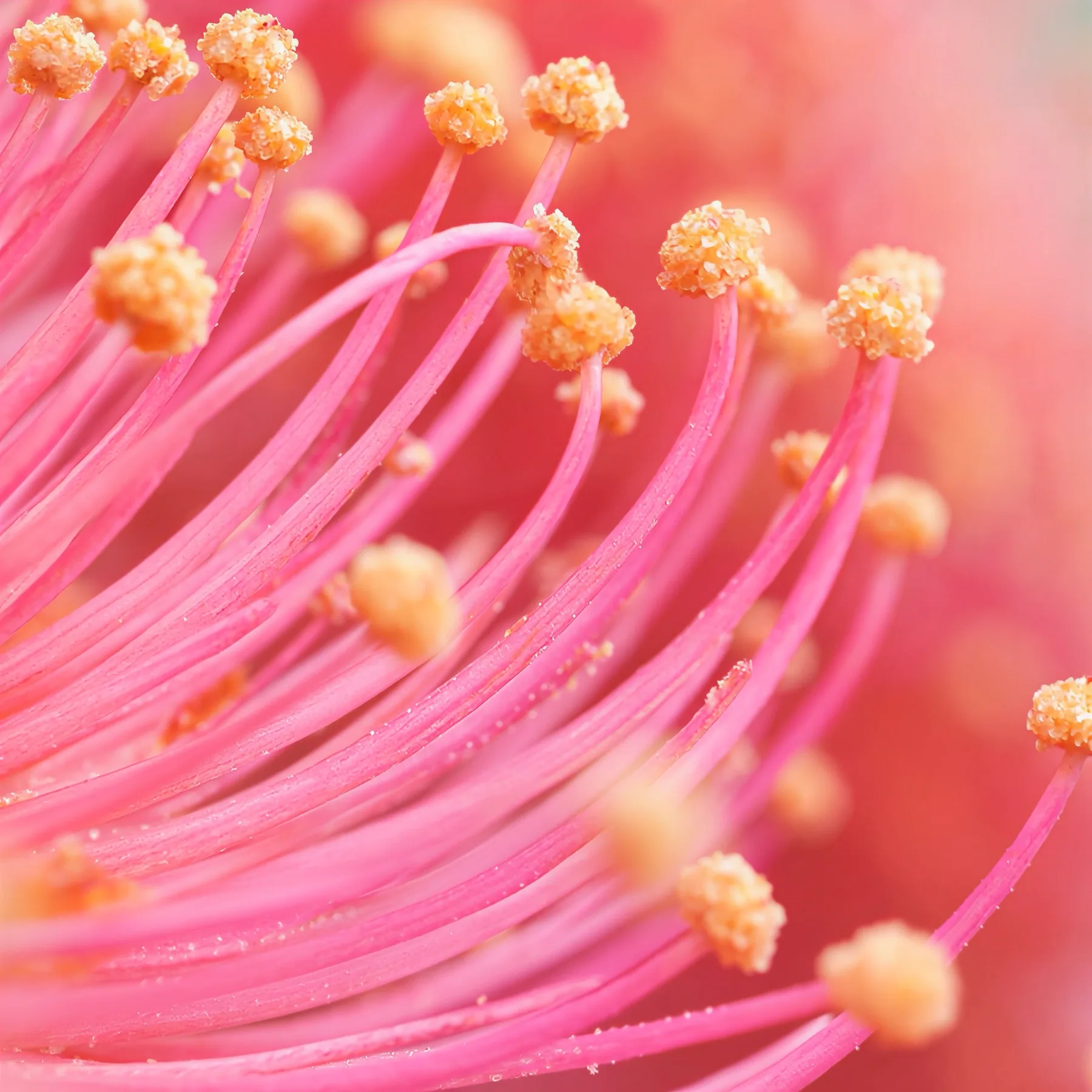 World 04 — Pink & Intimate stamen detail
