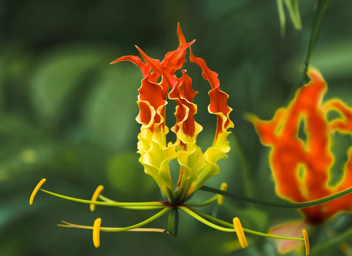 Flame lily silhouette with inverted petals