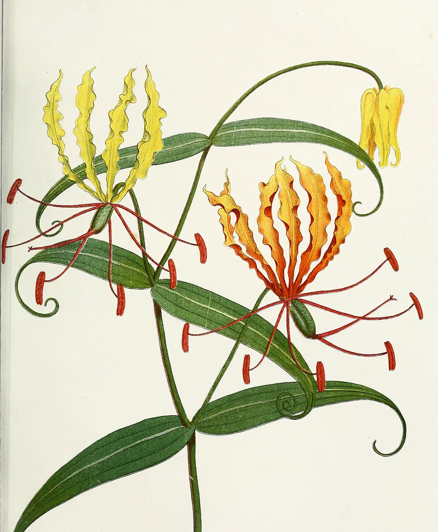 Botanical anatomy illustration with exposed stamens