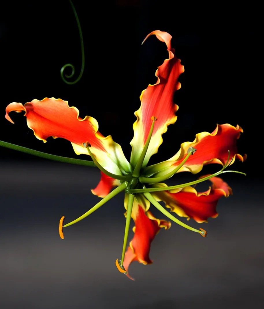Flame lily isolated on saturated orange atmosphere